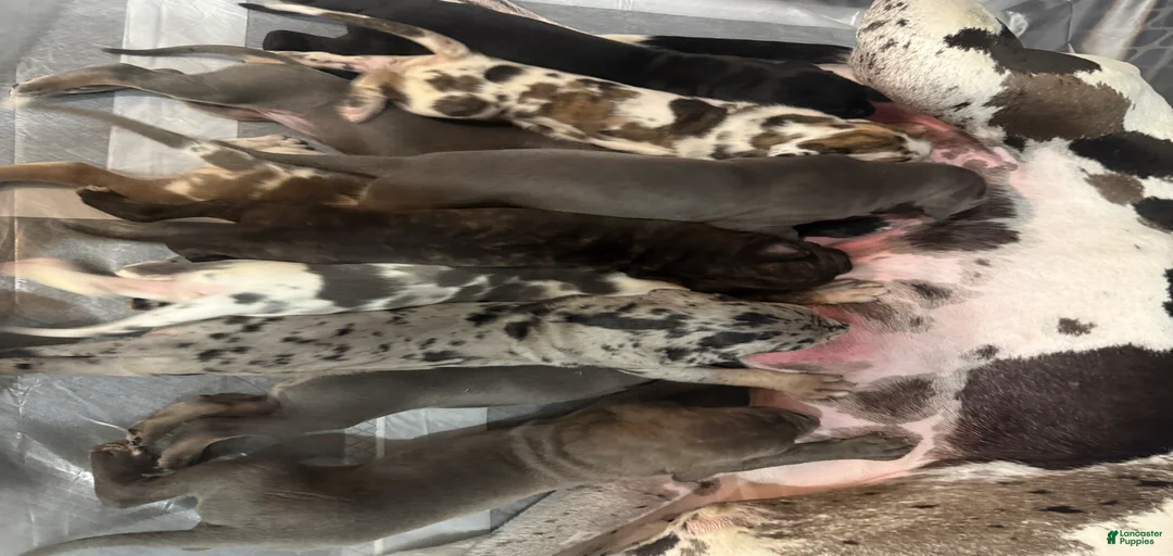 Gallery Image {{count}}