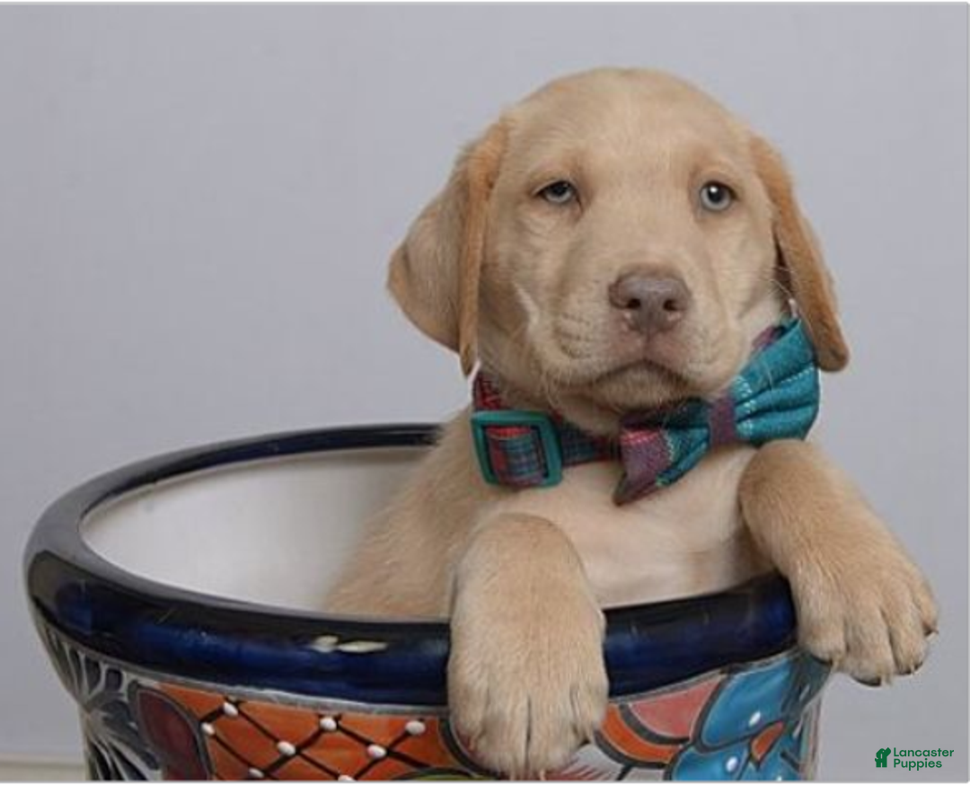 Labrador Retriever dogs for sale: Labrador Retriever Puppy 5 - Ad 14