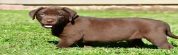Labrador Retriever dogs for sale: Jackson - Ad 9