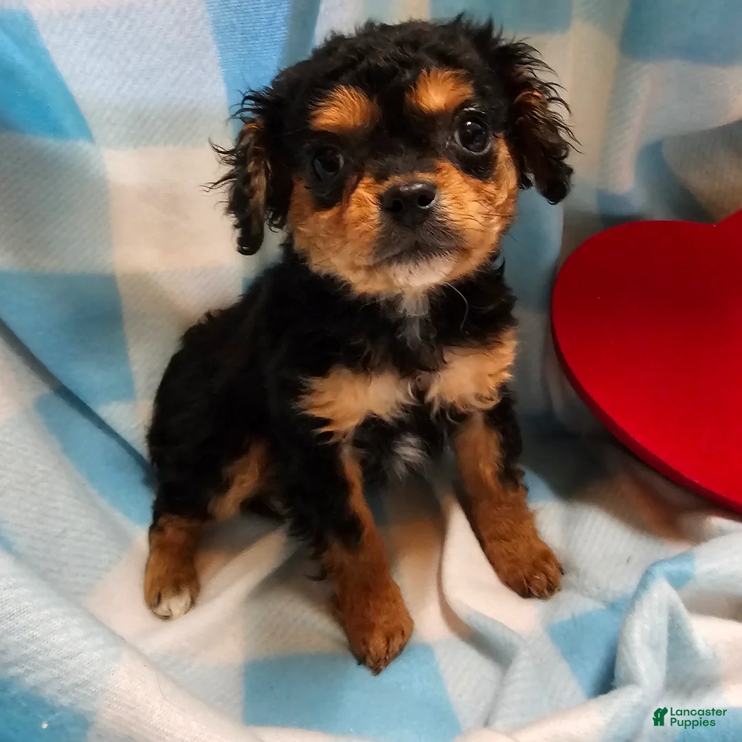 Cavapoo dogs for sale: LE'MON - Ad 1