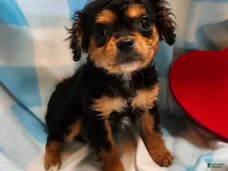 Cavapoo dogs for sale: LE'MON - Ad 1