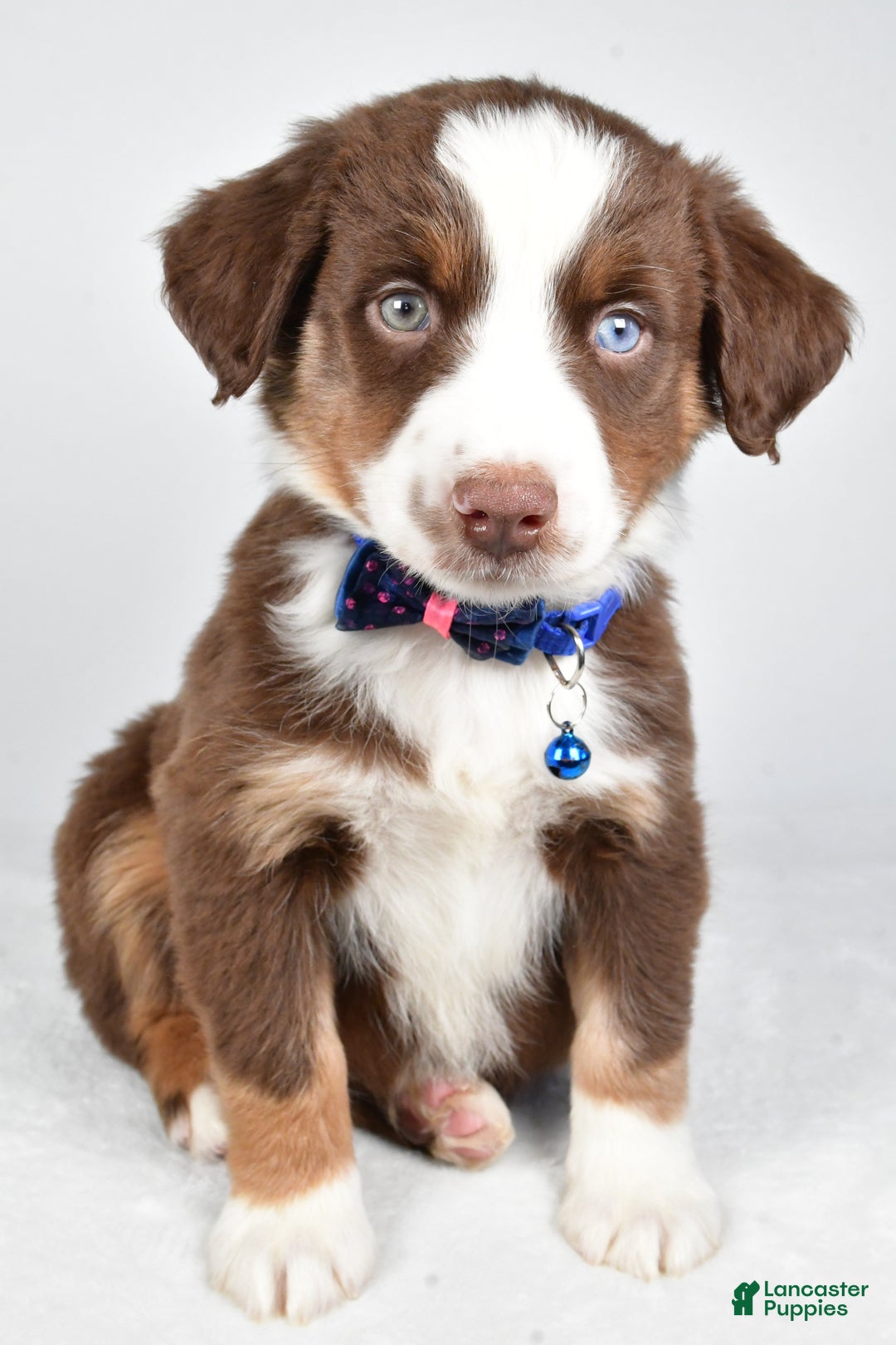 Miniature Australian Shepherd dogs for sale: Rusty - Ad 9