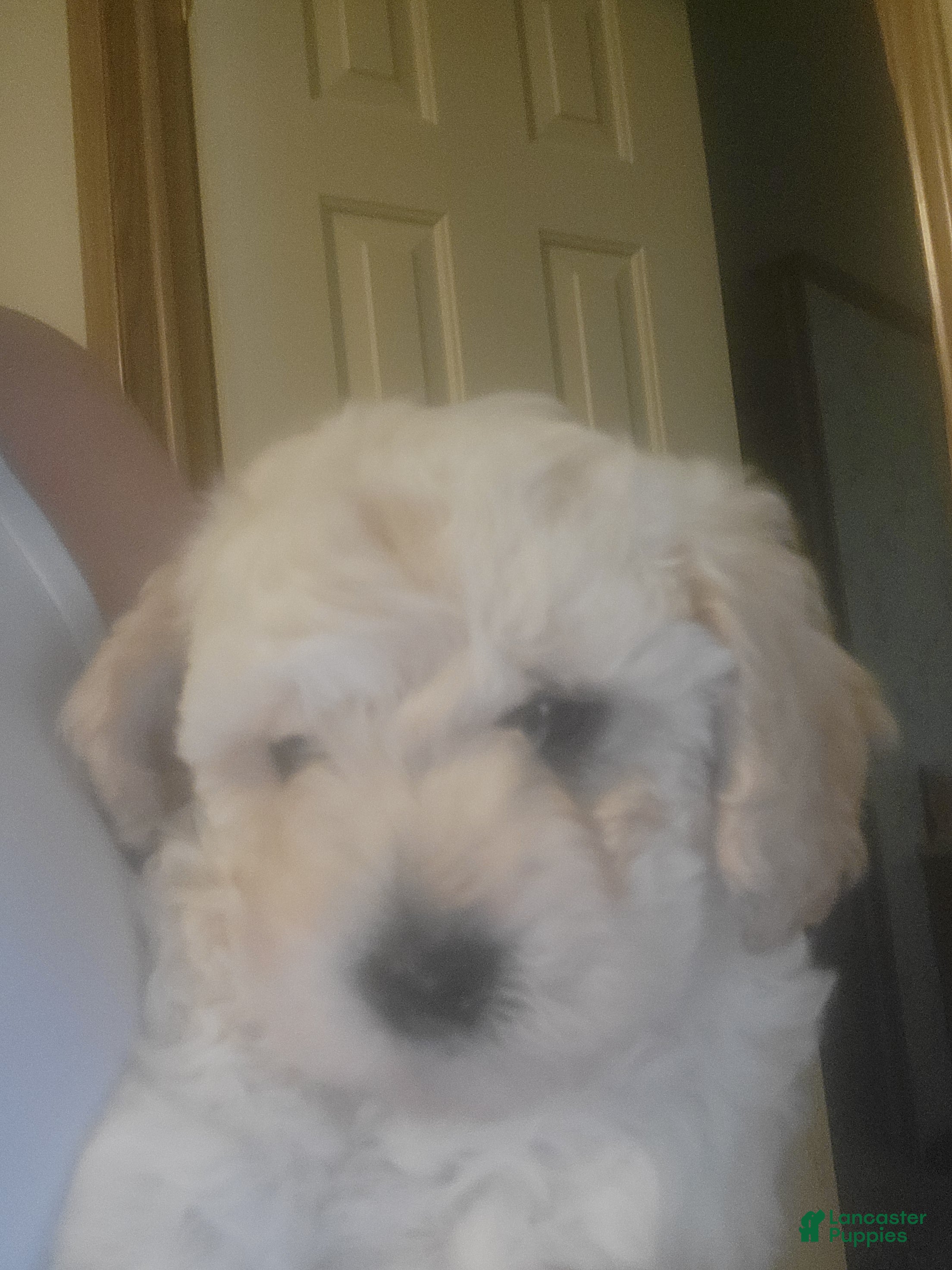 Bichpoo dogs Hunter - Ad 2