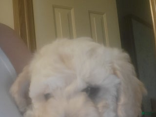 Bichpoo dogs Hunter - Ad 2