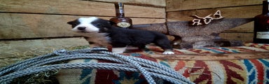 Border Collie Puppy 4