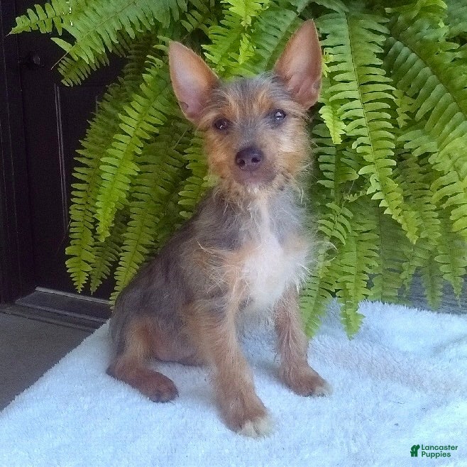 Yorkshire Terrier dogs Tinker - Ad 1