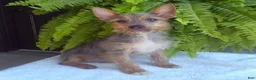 Yorkshire Terrier dogs for sale: Tinker - Ad 1