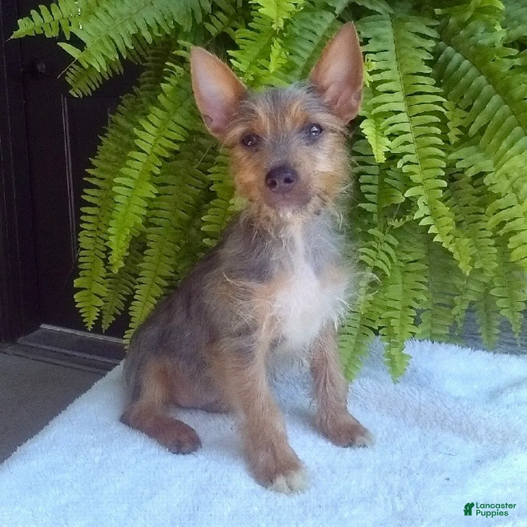 Yorkshire Terrier dogs for sale: Tinker - Ad 1