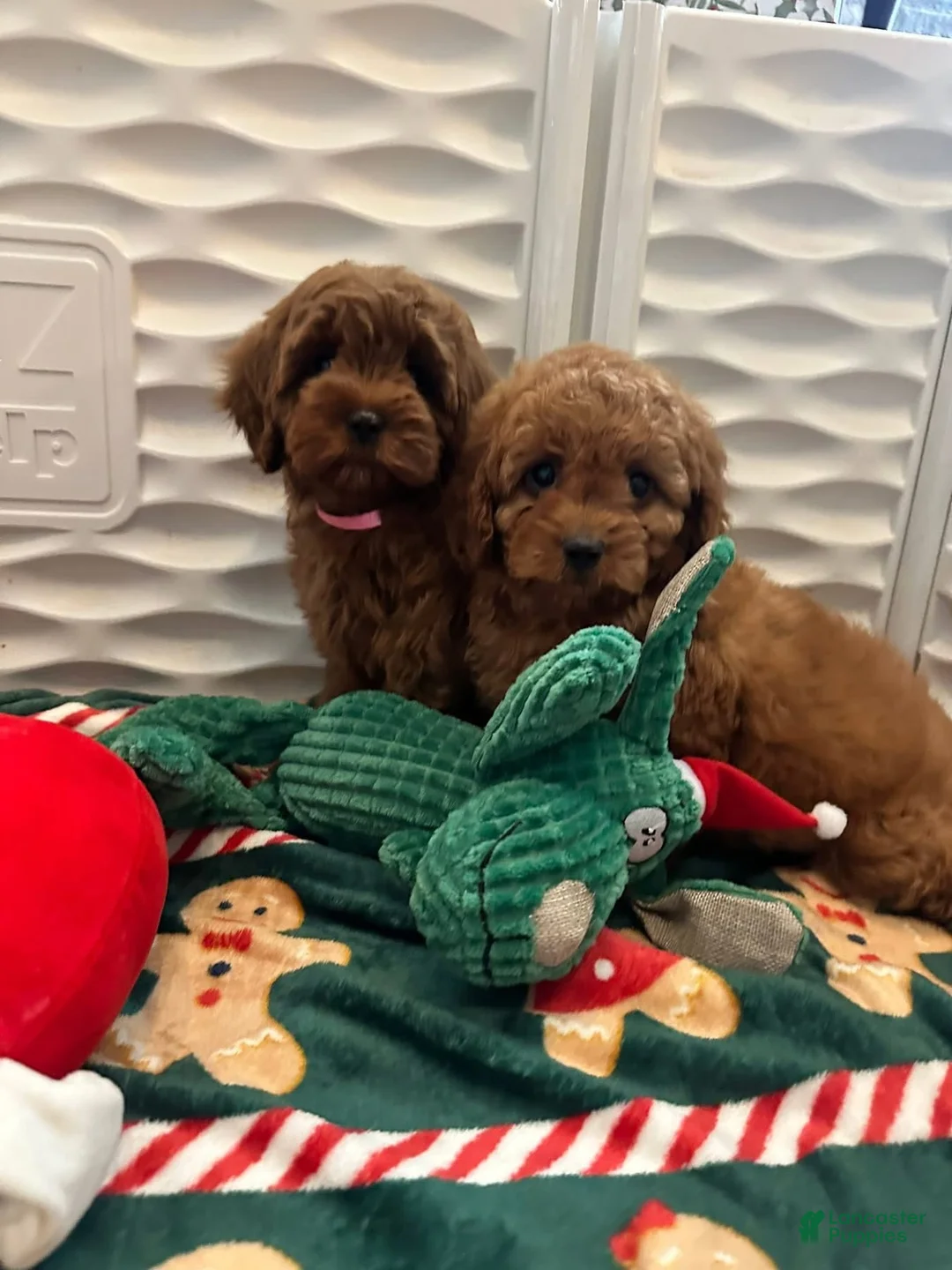 Cavapoo dogs for sale: Brittany - Ad 2