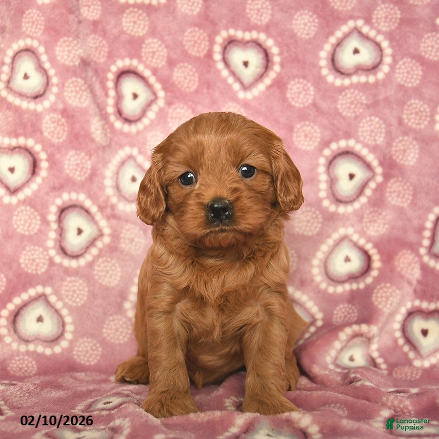 Cavapoo dogs Rose  - Ad 15