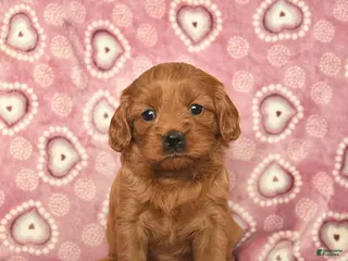 Cavapoo dogs Rose - Ad 15