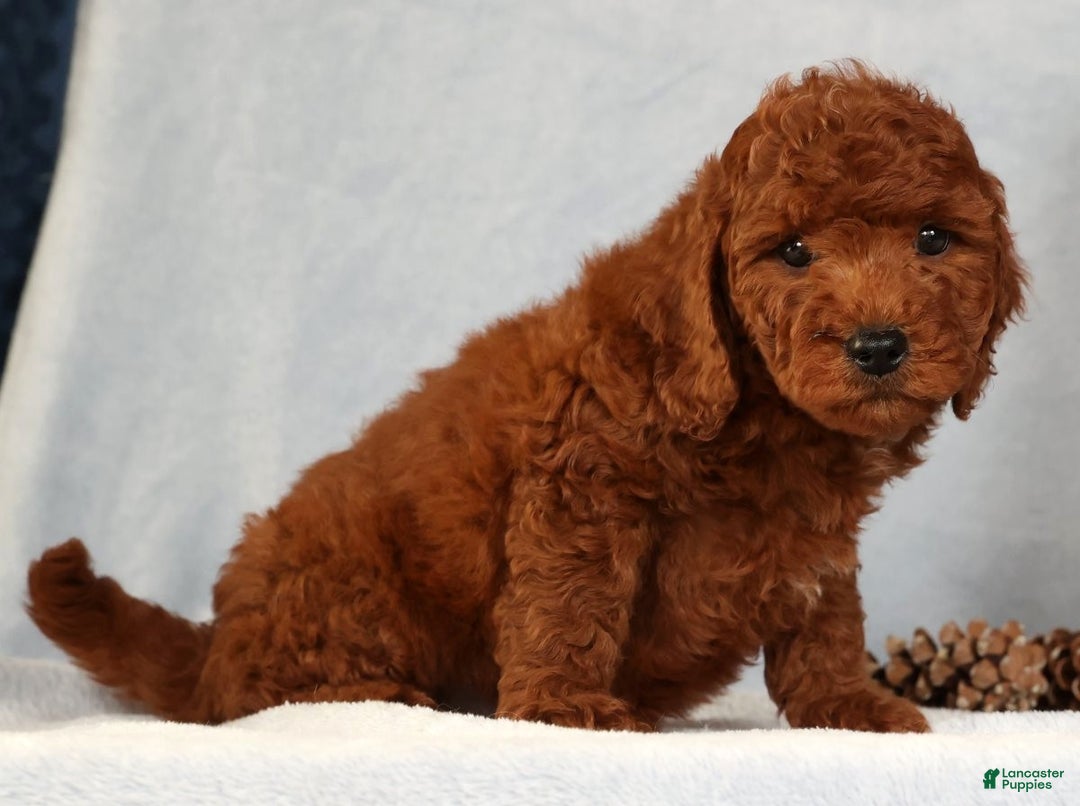 Miniature Poodle dogs for sale: Stanley - Ad 7