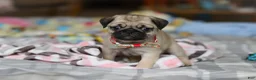 Pug dogs for sale: Penny  - Ad 5