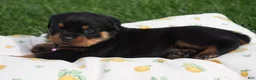 Rottweiler dogs for sale: Abby - Ad 4