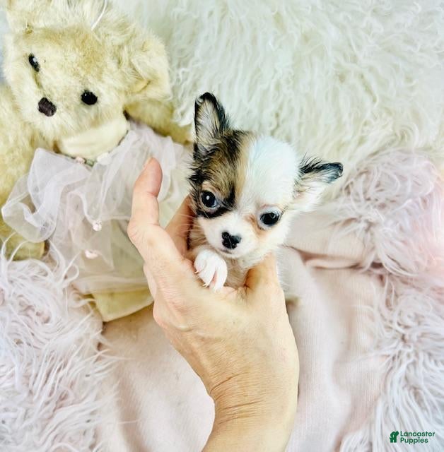 Chihuahua dogs Teacup Pocketbook Chihuahua  - Ad 10