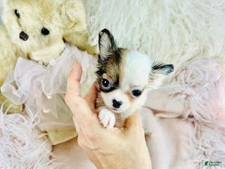 Chihuahua dogs Teacup Pocketbook Chihuahua - Ad 33