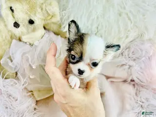 Chihuahua dogs Teacup Pocketbook Chihuahua - Ad 10