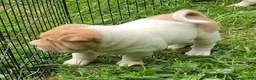 Shar Pei dogs for sale: Leo lilac flower brush mini - Ad 10