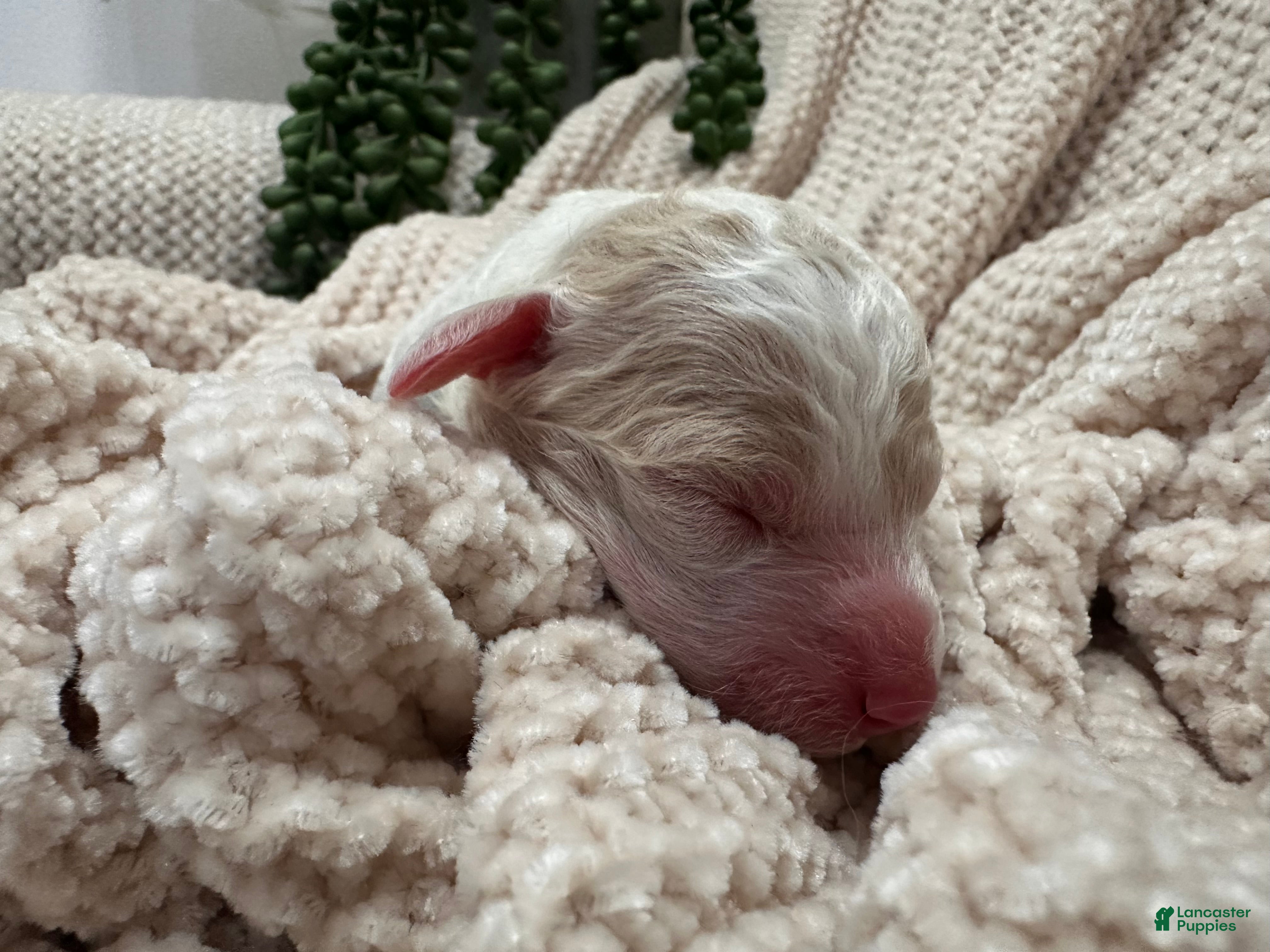 Goldendoodle dogs Jade 🩵 - Ad 34