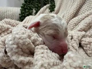 Goldendoodle dogs Jade 🩵 - Ad 34