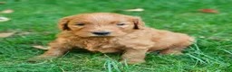Goldendoodle dogs for sale: Rover - Ad 7