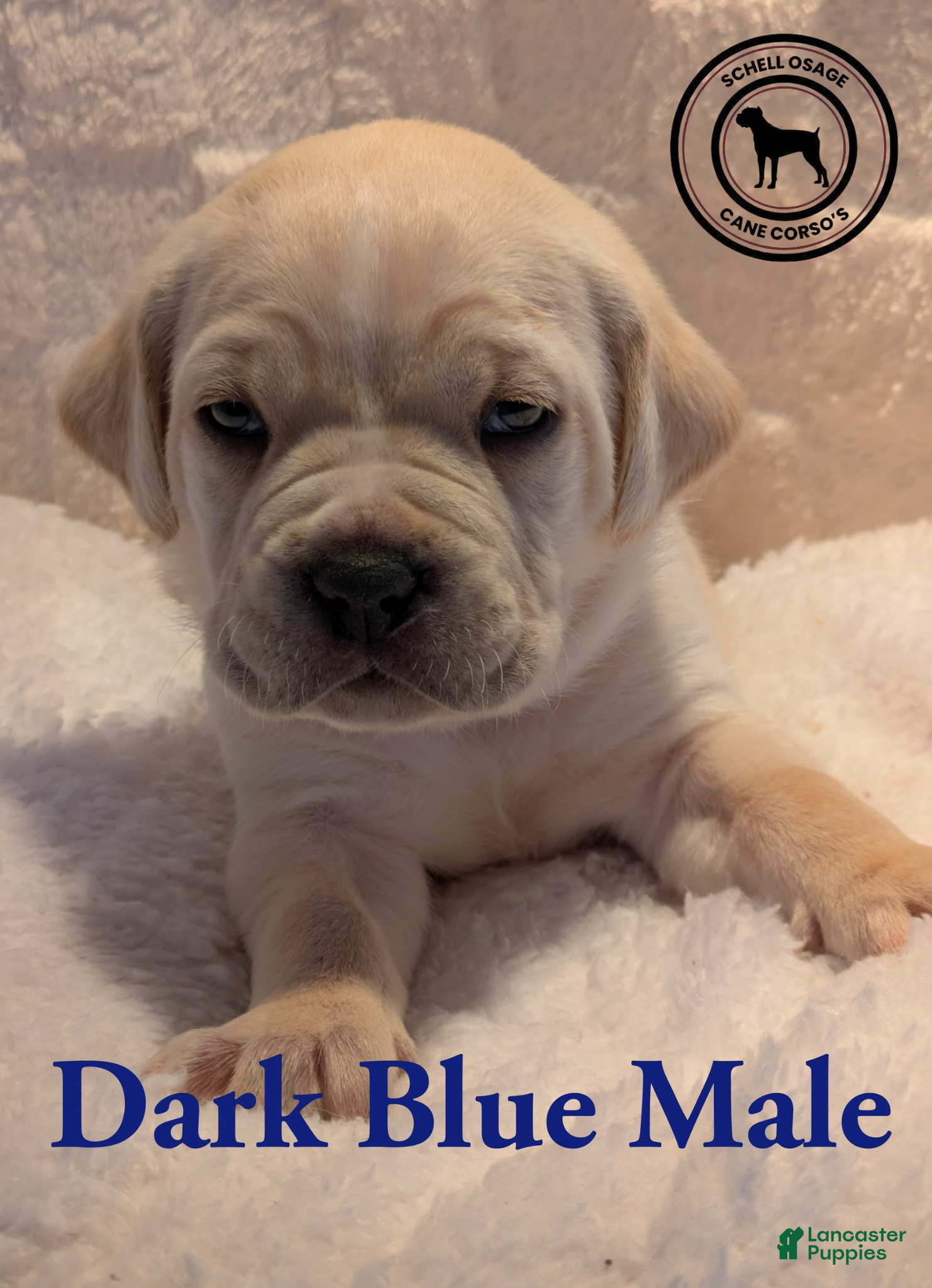 Cane Corso dogs Dark Blue - Ad 36