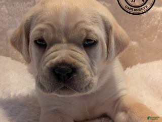 Cane Corso dogs Dark Blue - Ad 36