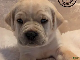 Cane Corso dogs Dark Blue - Ad 38