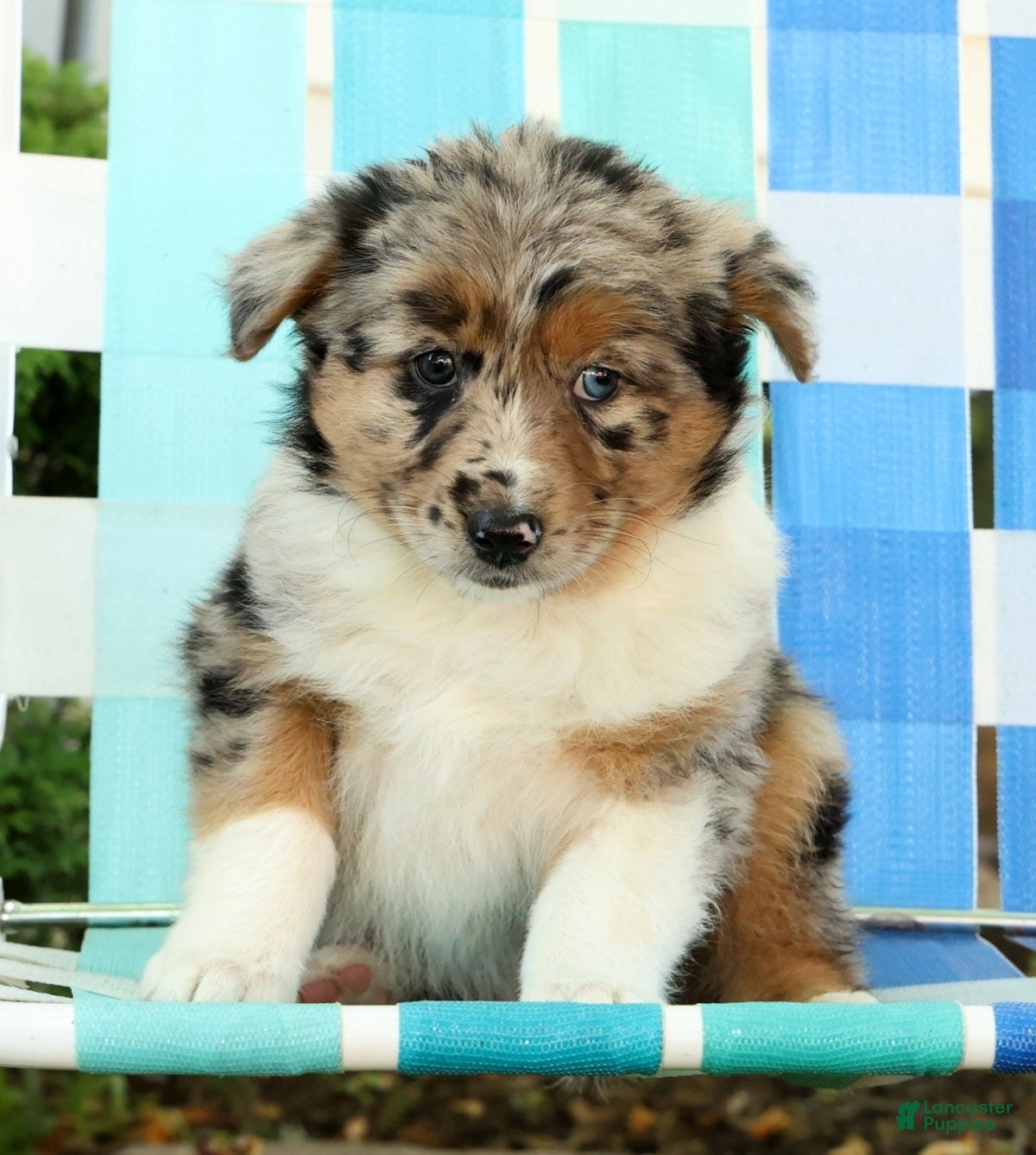Australian Shepherd dogs for sale: Butterfly - Ad 9