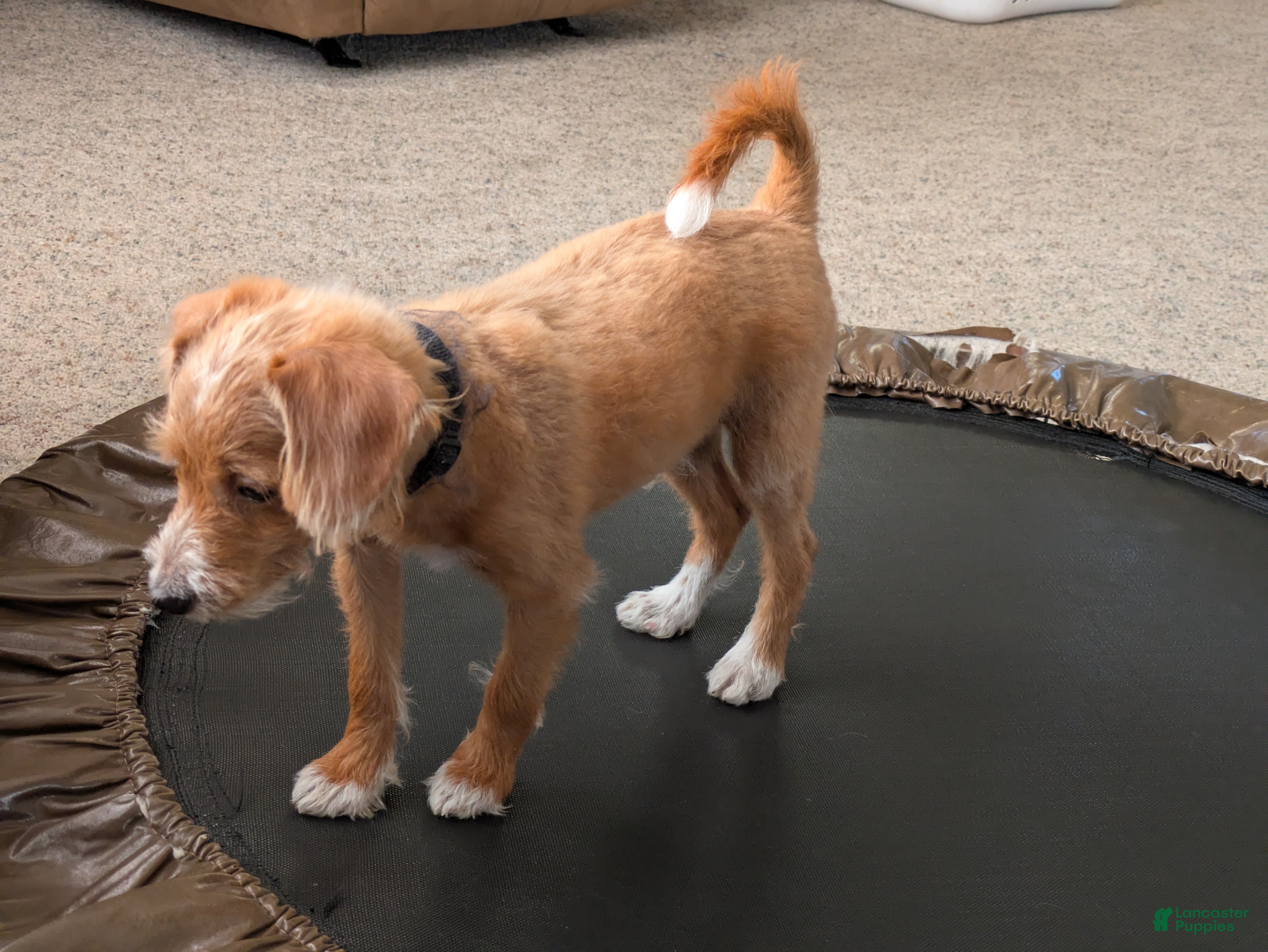 Cavapoo dogs Caramel - Ad 2