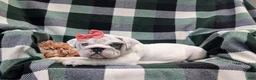 English Bulldog dogs for sale: Tyna - Ad 4