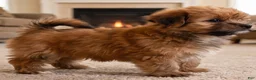 Morkie dogs for sale: Jake - Ad 6