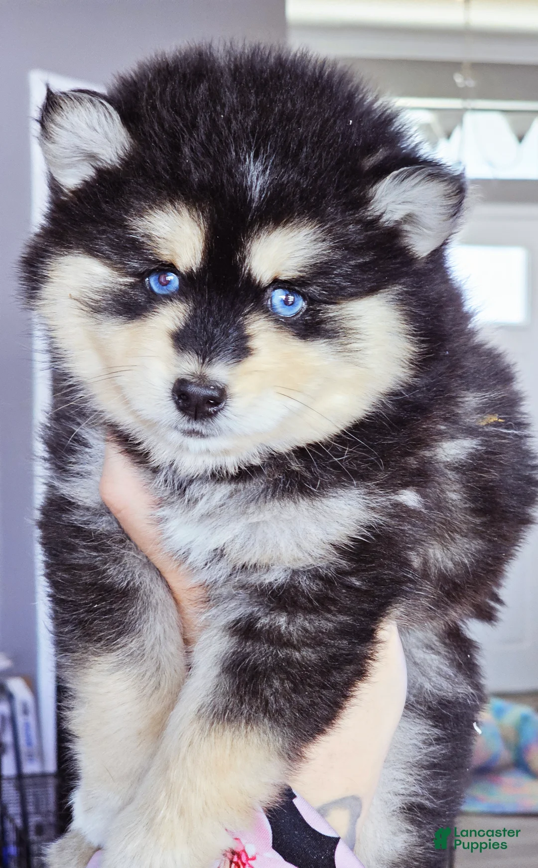 Pomsky dogs for sale: Roman - Ad 5