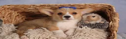 Welsh Corgi Pembroke dogs for sale: Charlie 🐾💙 - Ad 7