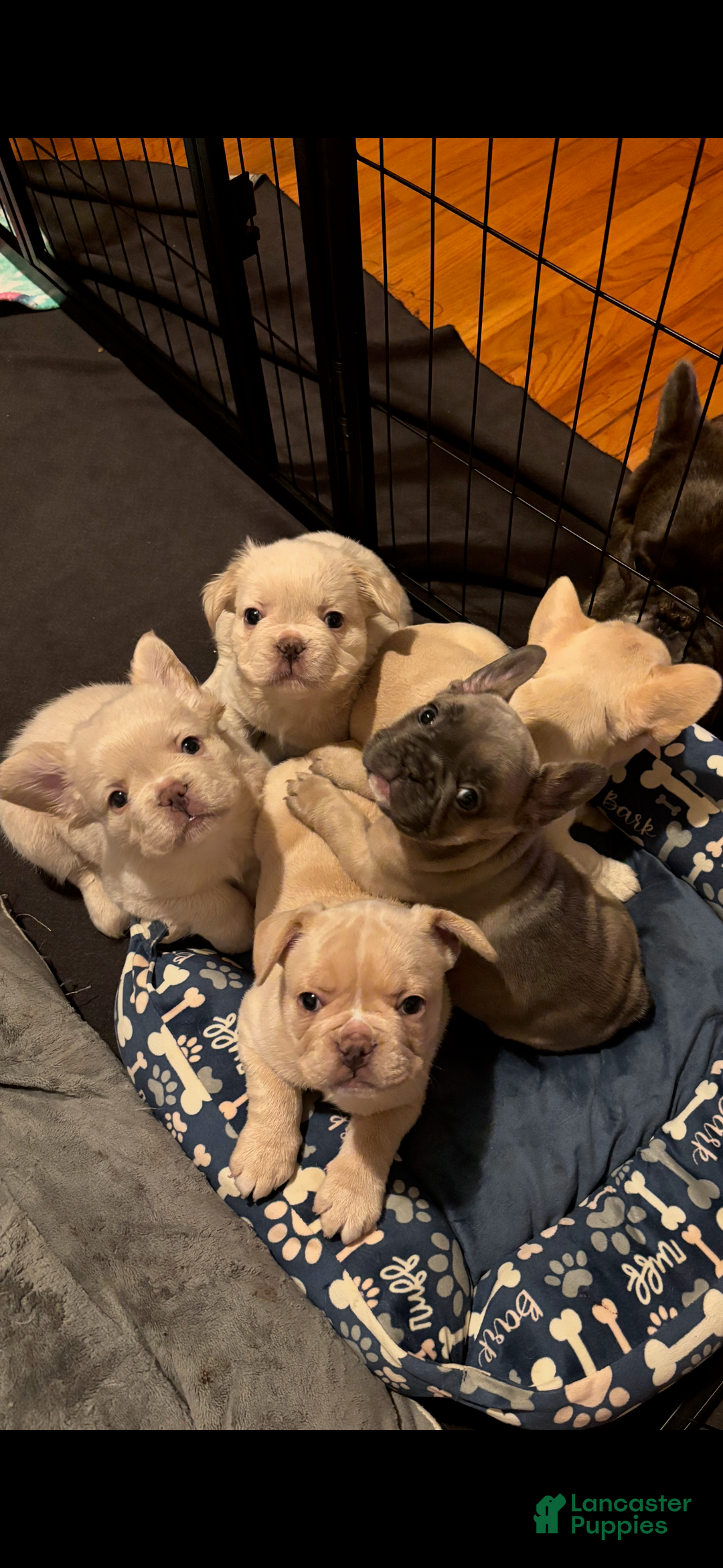 French Bulldog dogs for sale: Lila - Ad 8