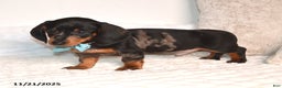 Miniature Dachshund dogs for sale: Nipper - Ad 3
