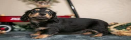 Miniature Dachshund dogs for sale: Emerson - Ad 3