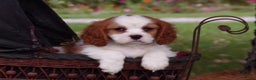 Cavalier King Charles Spaniel dogs for sale: Harbor - Ad 6