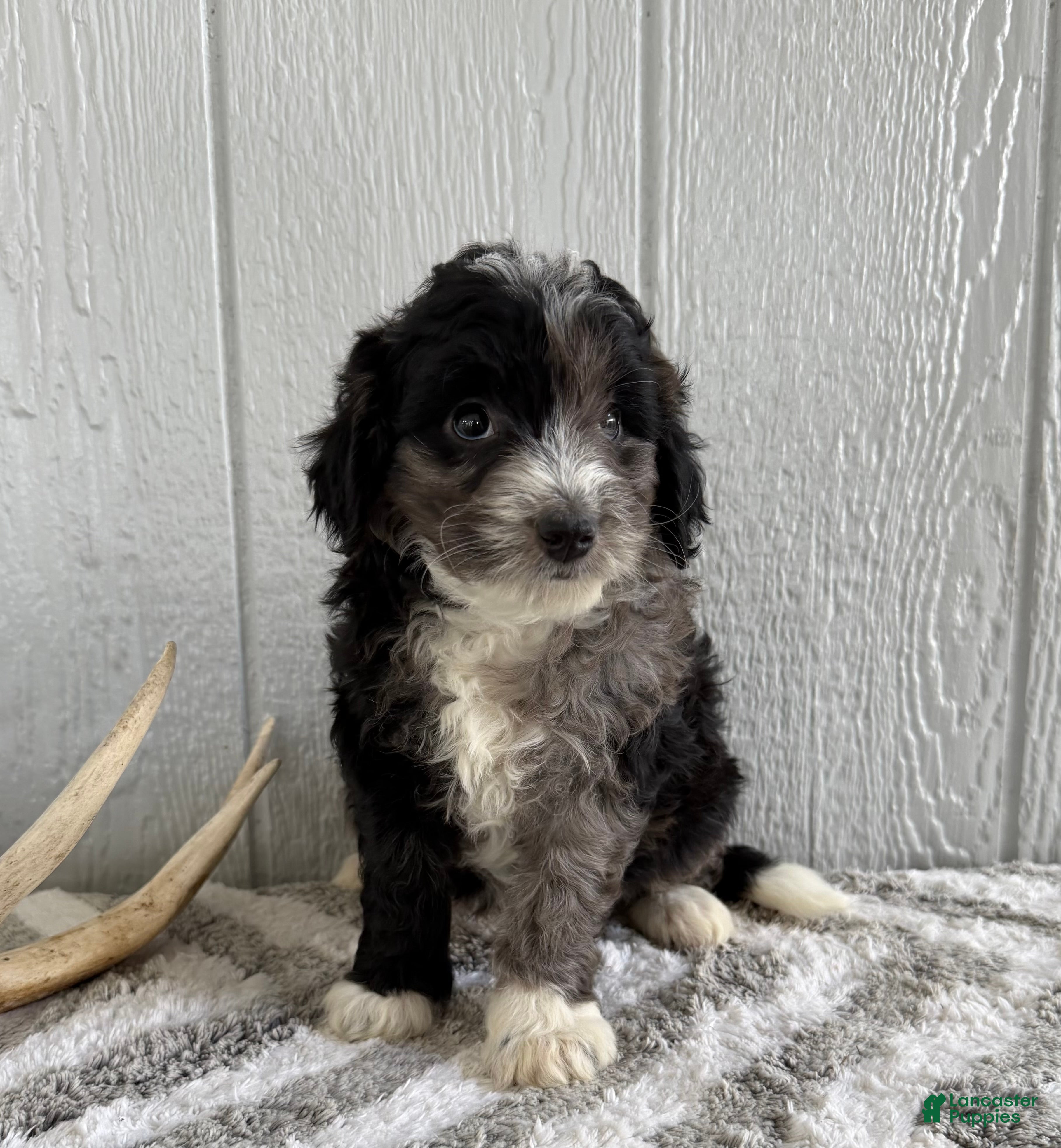 Mini Bernedoodle dogs Sammy - Ad 1