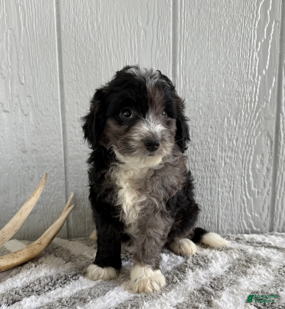 Mini Bernedoodle dogs for sale: Sammy - Ad 1