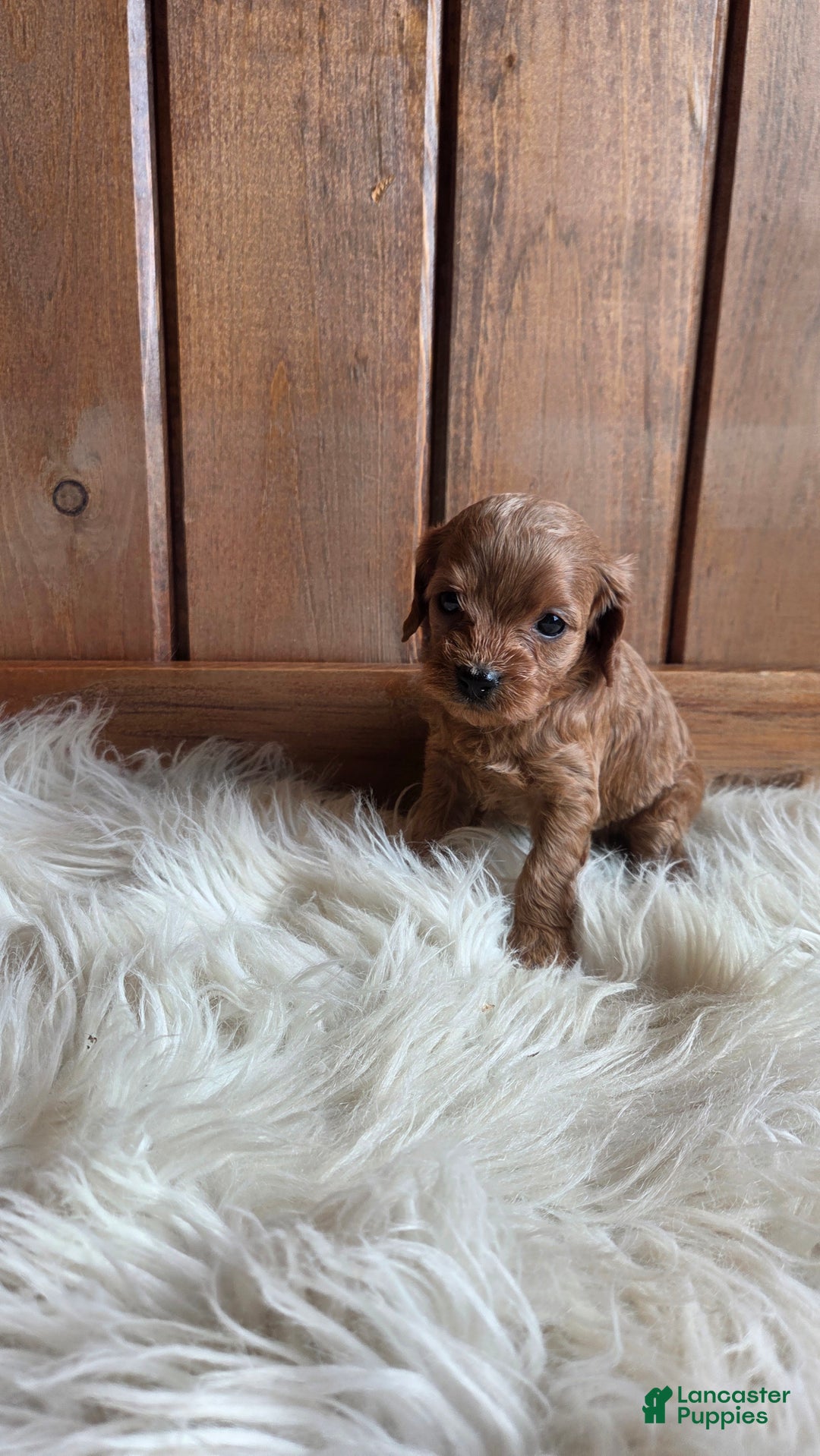 Cavapoo dogs for sale: Navaeh - Ad 6