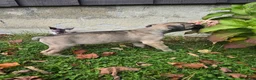 Cane Corso dogs for sale: AKC Baylar  - Ad 3