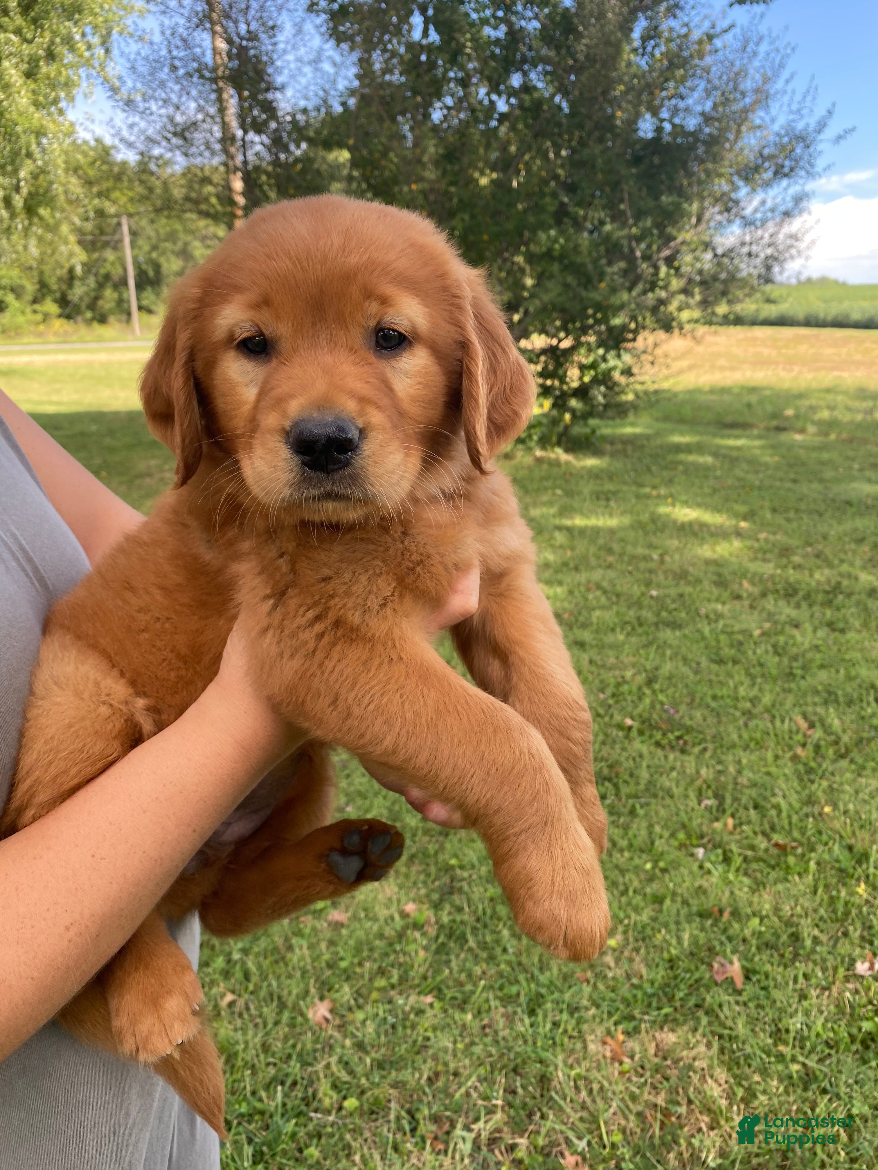 Golden Retriever dogs for sale: Penny - Ad 3