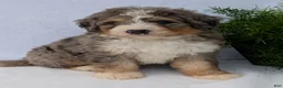 Mini Bernedoodle dogs for sale: Mini Baker  - Ad 42