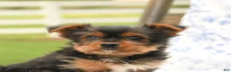 Yorkshire Terrier dogs for sale: Teddy - Ad 3
