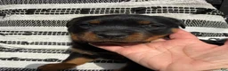 Rottweiler dogs for sale: Fritz - Ad 5