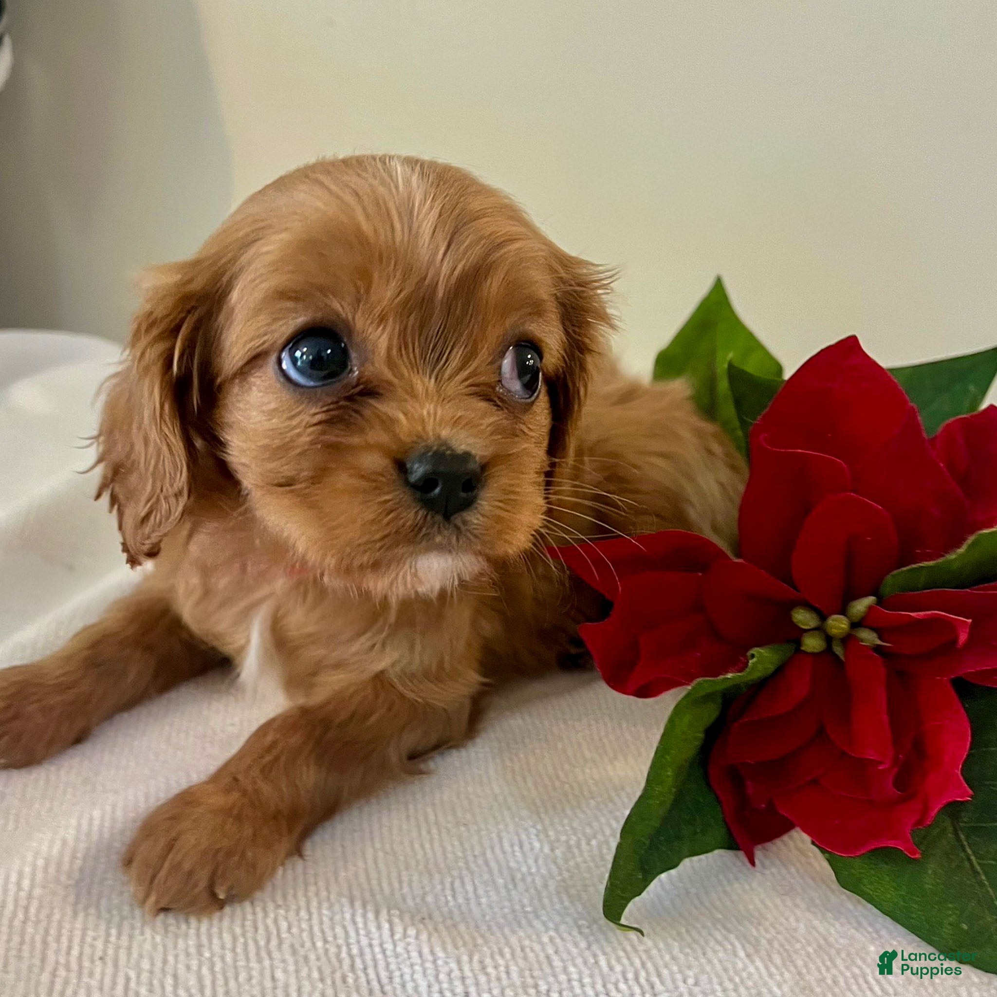 Cavalier King Charles Spaniel dogs Selina - Ad 6