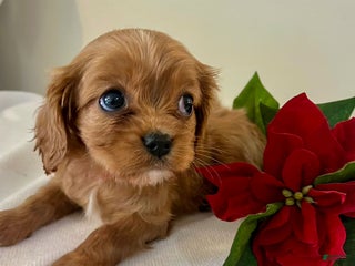 Cavalier King Charles Spaniel dogs Selina - Ad 33