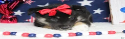 Mixed Breed dogs for sale: Magnolia  - Ad 2