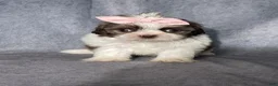Shih Tzu dogs for sale: Hanna - Ad 3